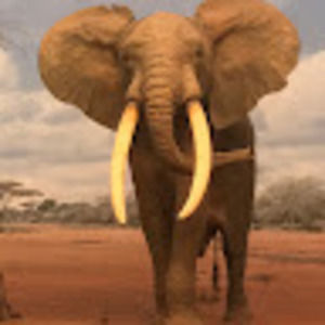 Meet your Posher, She